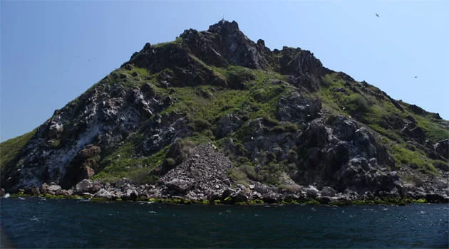 ‘Hayırsız Ada’nın tek sakini siyah kedi