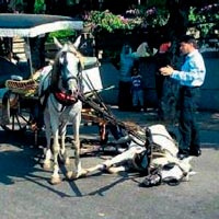 Adalar’da ölen atlar için eylem çağrısı