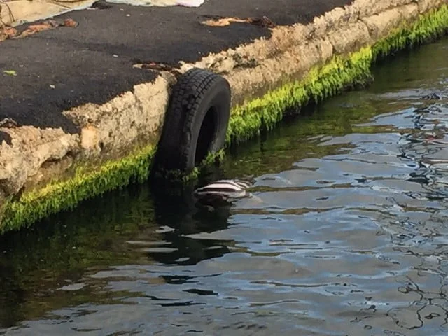 Kınalıada sahilinde genç erkek cesedi