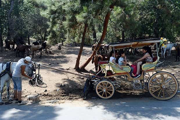 Büyükada’da faytonlara düzenleme!