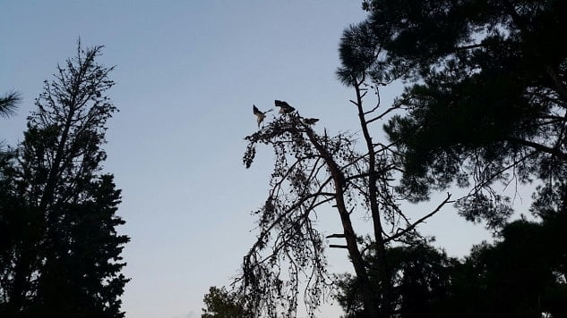 Leylekler Büyükada’da