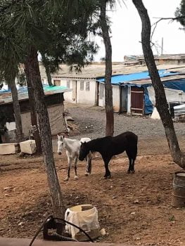 Atlarla alakalı işinde uzman insanların bulunması gerekir