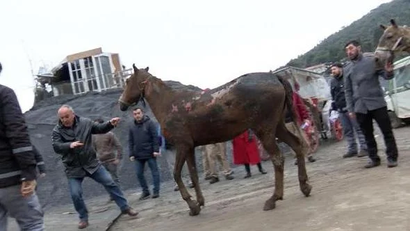 Büyükada’daki yangında yaralanan atlardan 1’i daha hayatını kaybetti