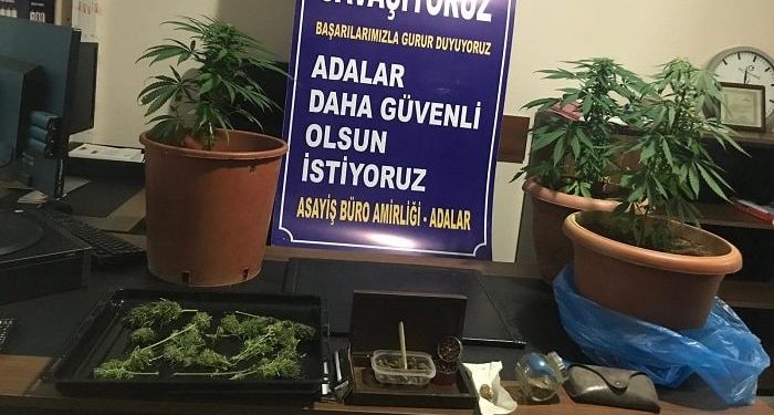 Adalar’da Hint keneviri operasyonu