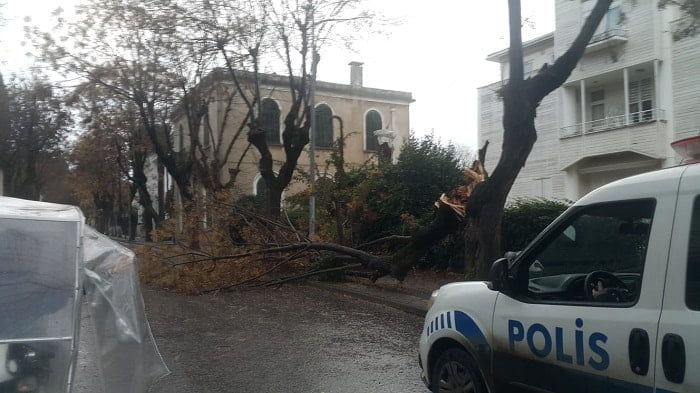 Büyükada’da ağaç devrildi