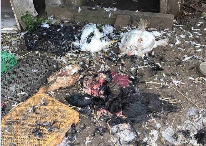 Büyükada’daki başıboş köpeklerin saldırısında 37 tavuk telef oldu