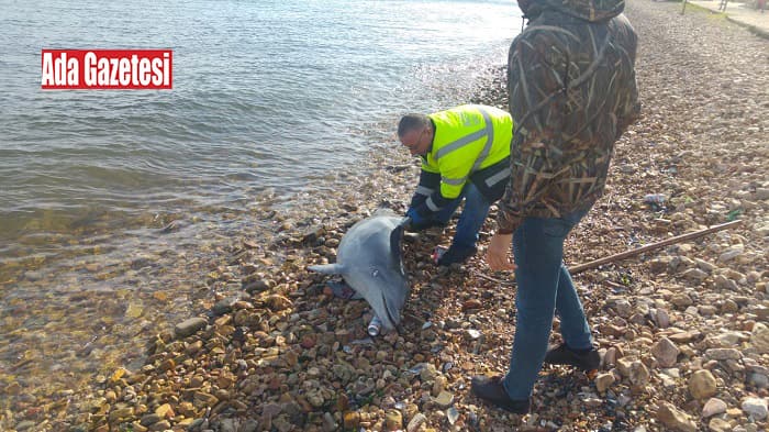 Kınalıada’da kuyruğu kesilmiş bir yunus balığı sahile vurdu