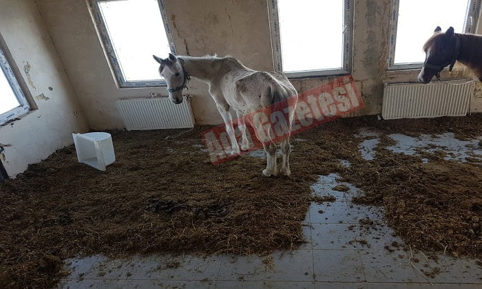 Büyükada’daki ahırlardaki atlar bir deri bir kemik!