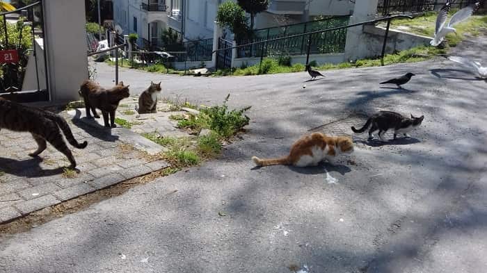 Adalar’da hayvanseverler aç kalan sokak hayvanlarını besledi