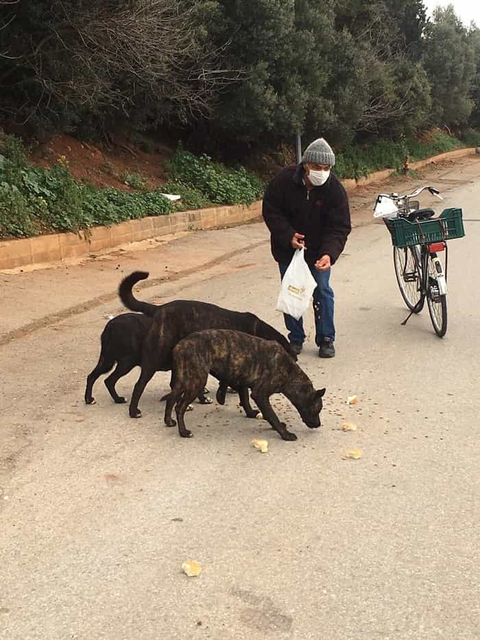 koronavirus-sokak-hayvanlarini-da-vurdu!