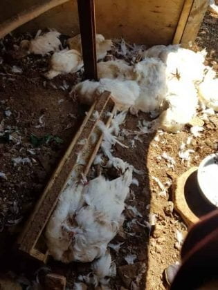Büyükada’da başıboş köpeklerin saldırısında 100’e yakın tavuk telef oldu