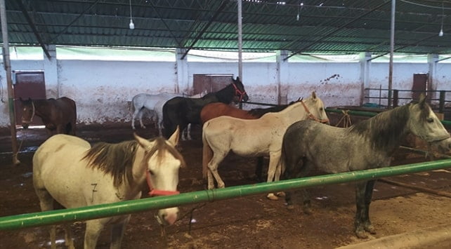 Adalar’daki ahırlardan 20 at  Kastamonu’ya gönderildi