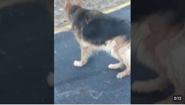 Adalar’da başıboş köpekler tehlike saçıyor (VİDEO)