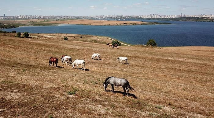 Atların keyfi yerinde