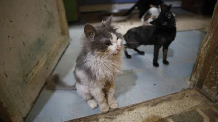 Büyükada’da kedilerde salgın: 4 ayda 700 kedi öldü