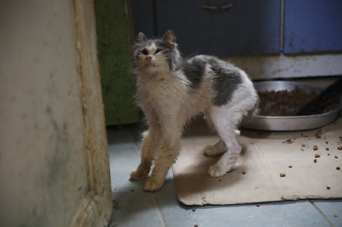 Büyükada'da kedilerde salgın 4 ayda 700 kedi öldü