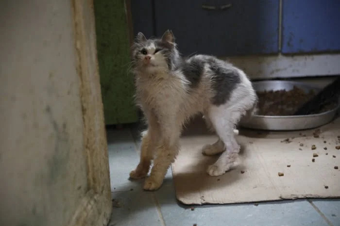 Büyükada'da kedilerde salgın 4 ayda 700 kedi öldü
