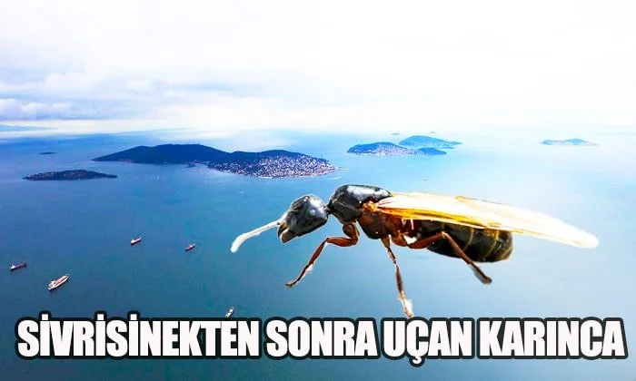 Karıncaların Böylesi