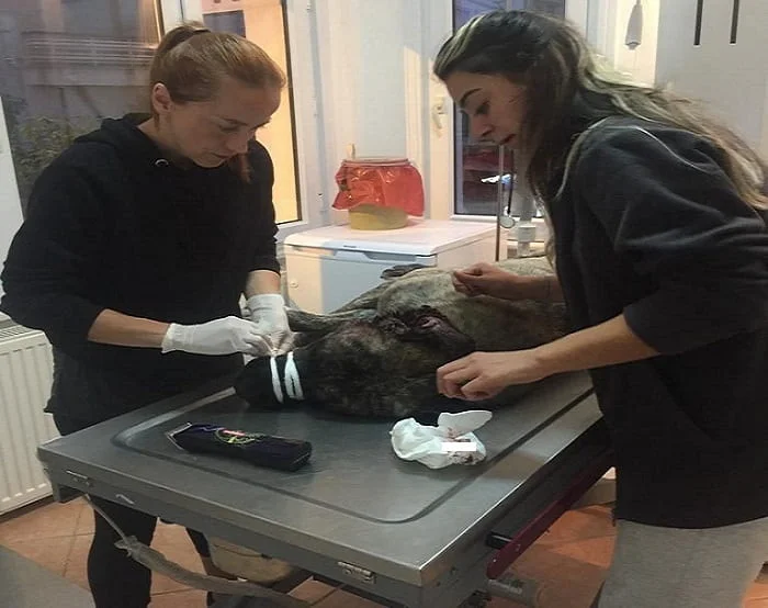 Tırnak batması ve kalça çıkığı olan sahipsiz köpeğe Küçükömer’in 19 Eylül tarihinde acil müdahalesi