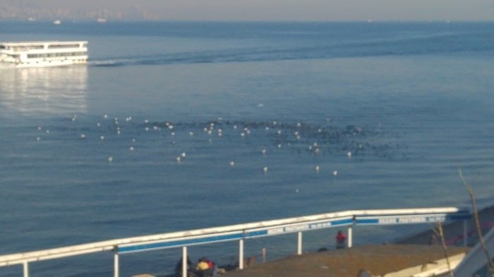 Martı ve Karabatakların balık mesaisi kameralara yansıdı