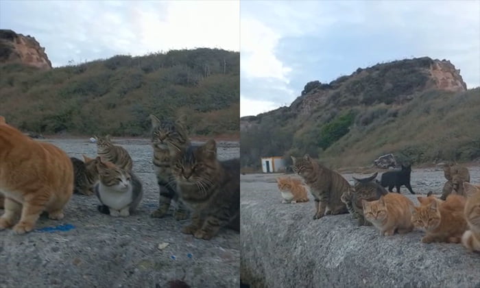 Sivriada’ya bırakılan kediler kurtarılmayı bekliyor