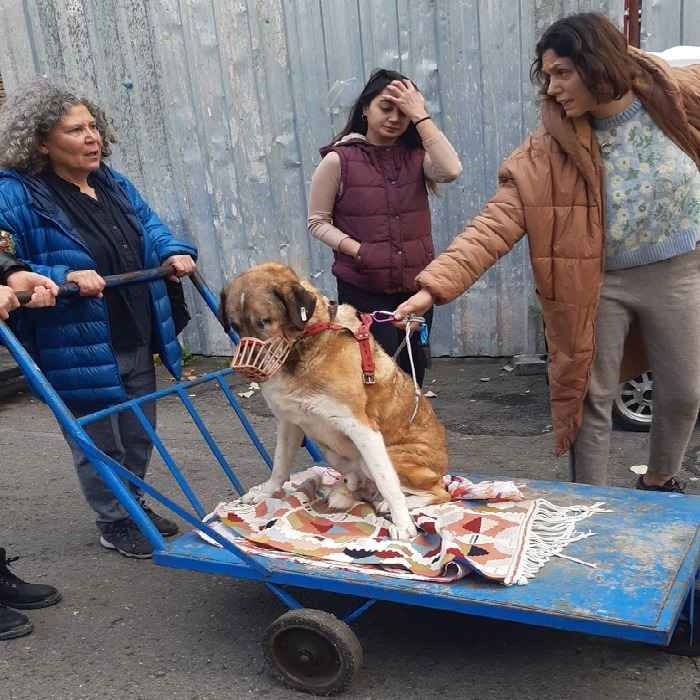 Büyükada'da kayalıklara sıkışan kedi 3 gün sonra kurtarıldı