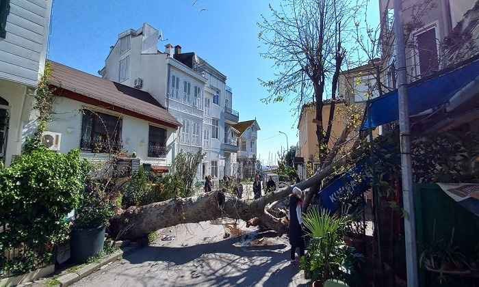 Büyükada’da ağaç büfenin üstüne devrildi