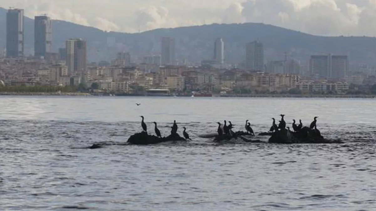 İstanbul’da sürpriz bir şekilde kiraların düştüğü semtler