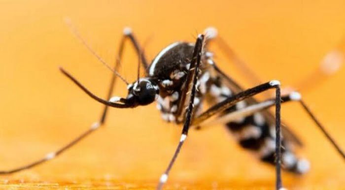 Havalar ısınıyor: Asya kaplan sivrisineğine dikkat