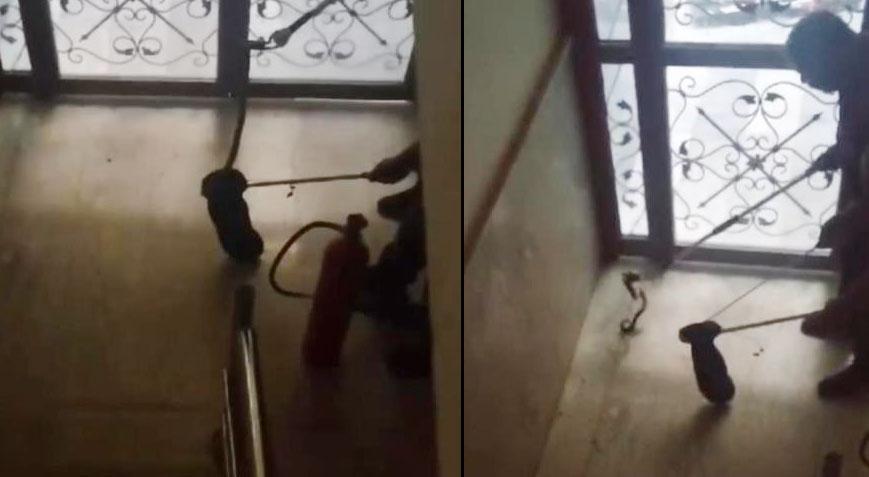 Şanlıurfa’da yılan alarmı! Binaya girdiğini fark edip telefona sarıldılar