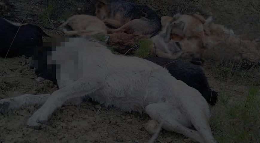 Bilecik’te 14 köpeğin ölü bulunması ile ilgili flaş gelişme