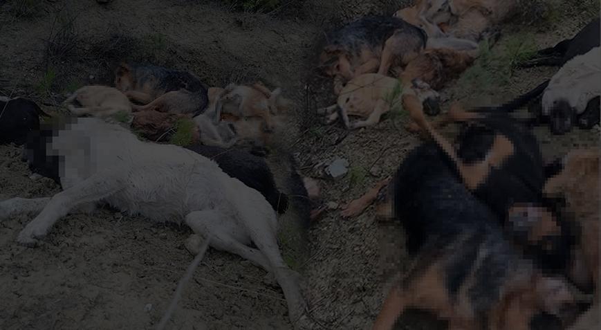 Bilecik’te 14 köpeğin ölü bulunmasıyla ilgili şoke eden detaylar ortaya çıktı!