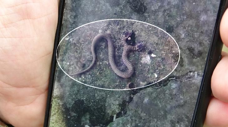 Çift başlı yılan Trabzon’da görüntülendi: Tutmaya çalışmayın