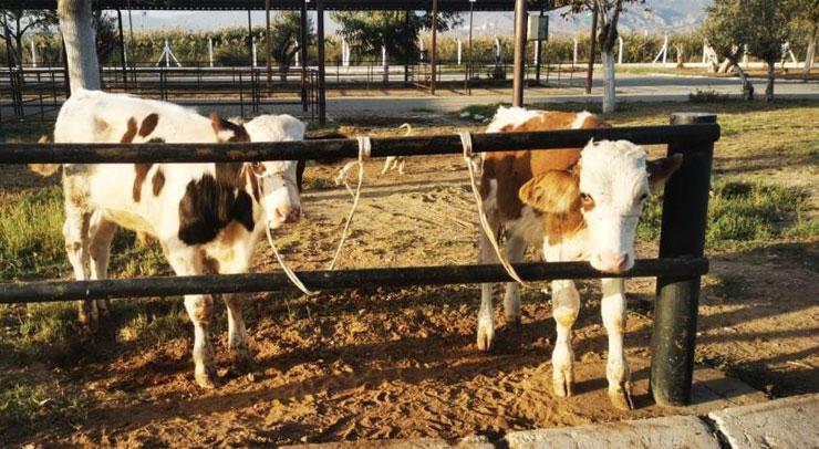Danalarını unutup gitti, tüm ekipler seferber oldu