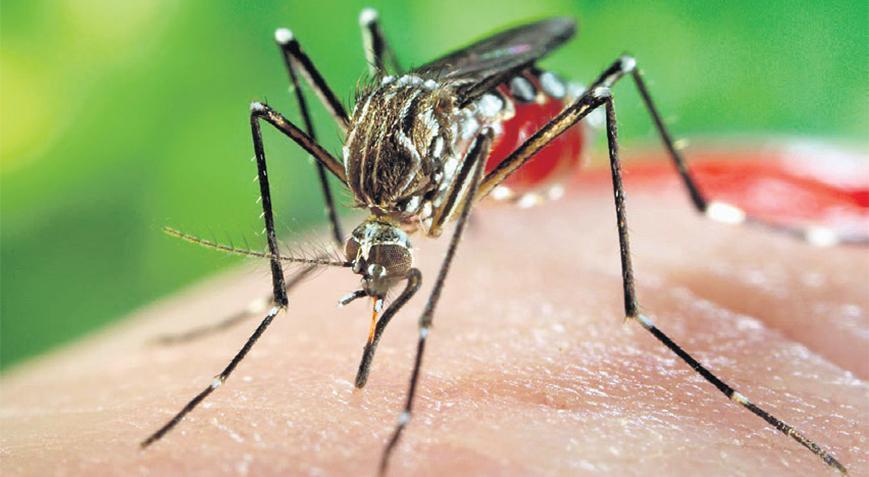 Dünya için yeni salgın riski: Sivrisinek alarmı!