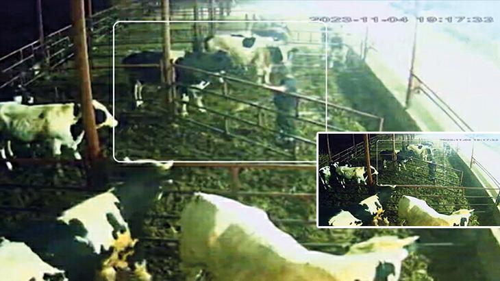 İneklerin saldırısına uğradı! Canını zor kurtardı