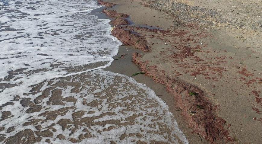 Tekirdağ kıyılarında etkili olan lodos kızıl yosunları beraberinde getirdi