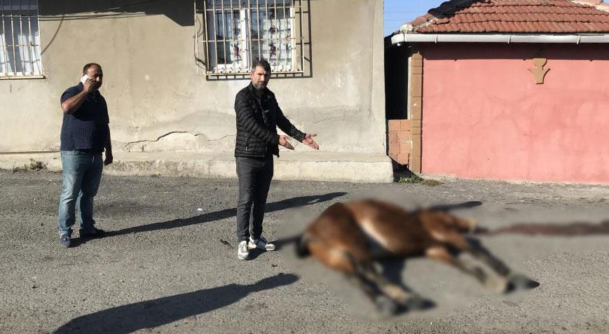 Vicdansızlığın böylesi! Yol ortasında ölüme terk edildi