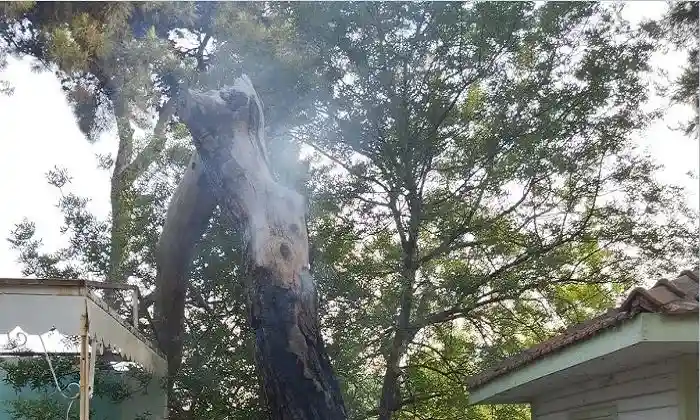 Büyükada’da ağaç yangını