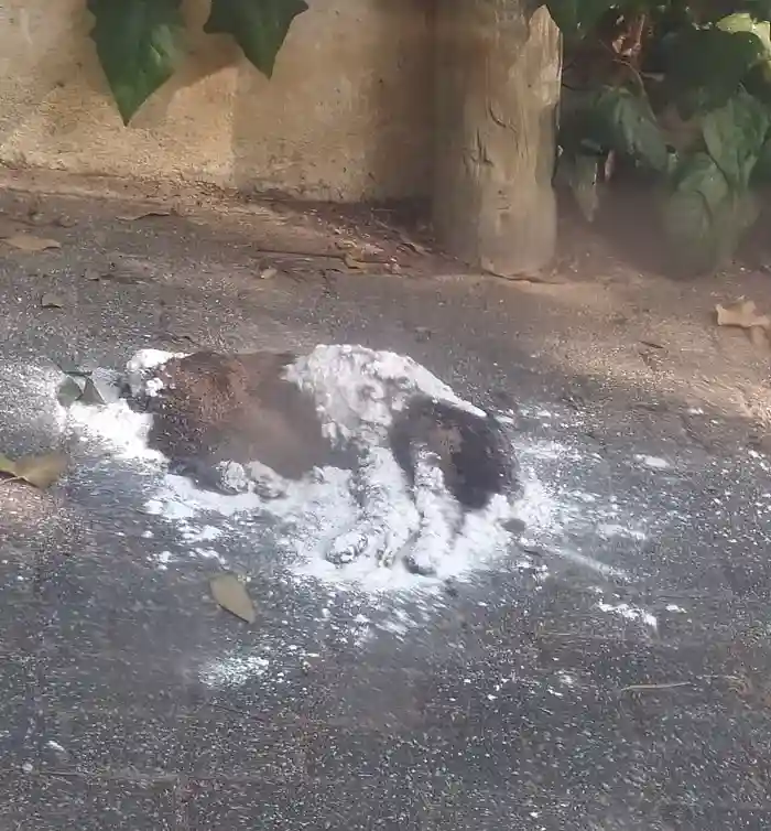 Büyükada'da sokaklarında istenmeyen görüntüler!