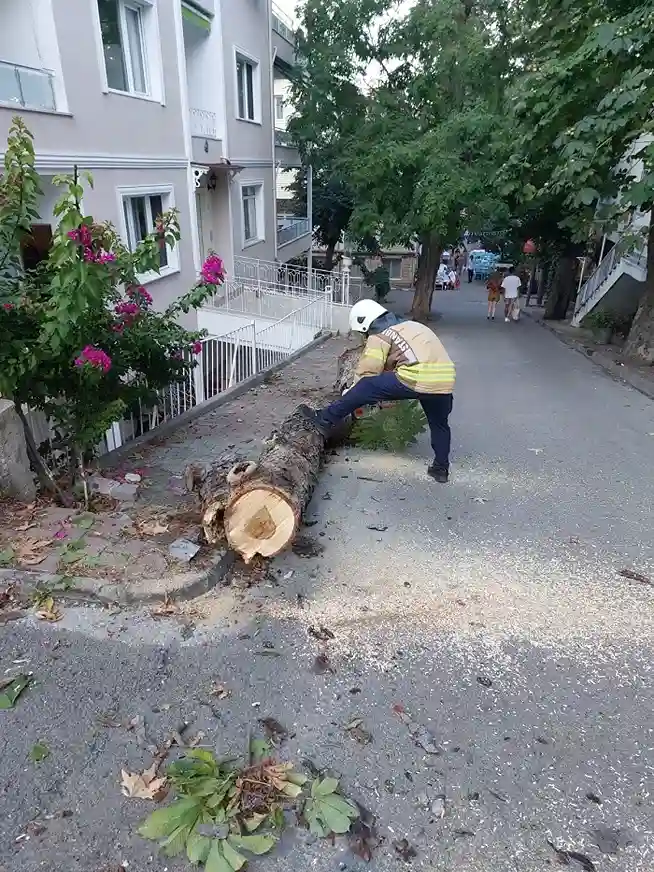 Kınalıada'da şiddetli rüzgar ağaç devirdi