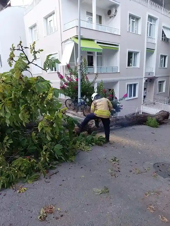 Kınalıada’da şiddetli rüzgar ağaç devirdi