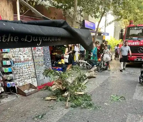 Büyükada'da ağaç yoldan geçenlerin üstüne devrildi; Yaralılar var