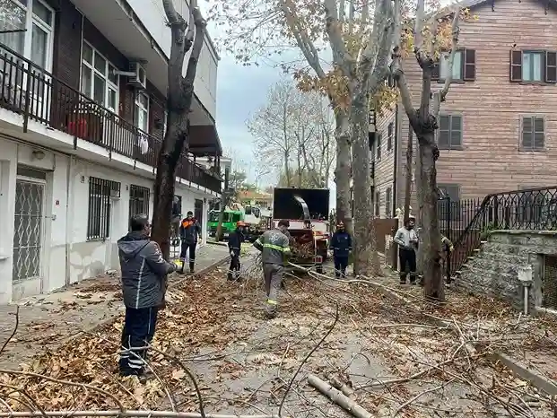 Adalar’da ağaç budama ve yongalama işlemleri devam ediyor