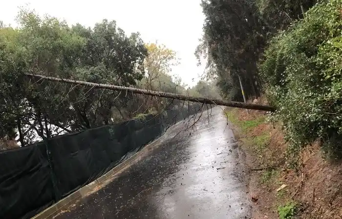 Büyükada'da güvenli bariyeri çekildi: Tehlike arz edenler kesildi