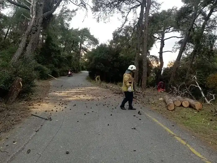 Büyükada’da tehlike arz eden ağaç kesildi