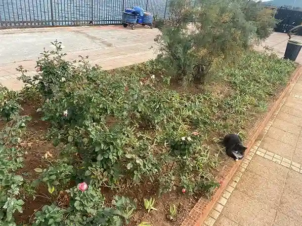 Saik Faik Abasıyanık heykeli çevresinde bakım ve onarım çalışması