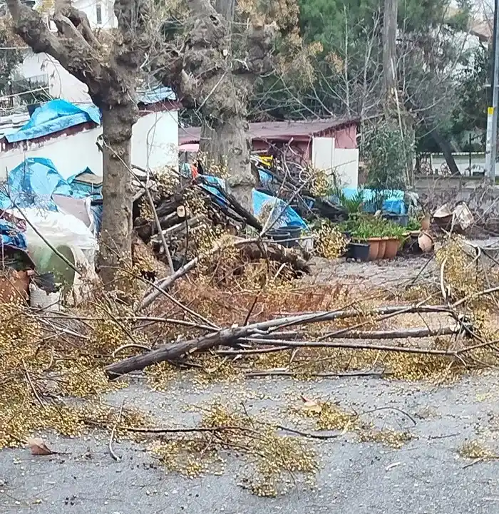 Adalar’da Budamadan Yola Düşen Bitki Atıkları: Yollar ve Sokaklar Kapalı