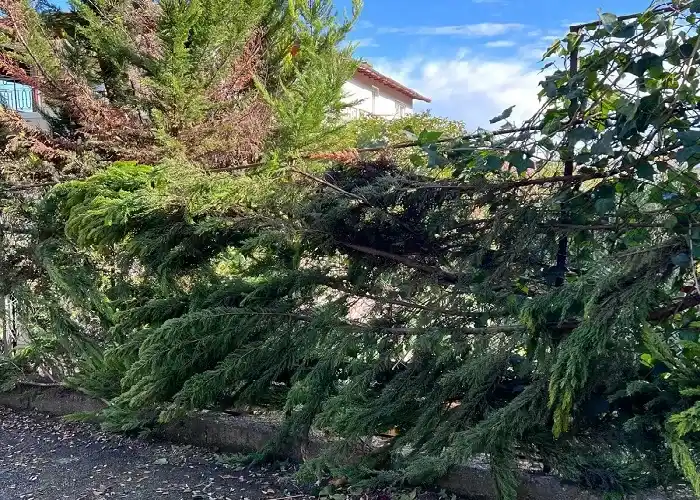 Adalar’da Kaçak Yapılar ve Çevresel Etkileri: Acil Önlem Çağrısı