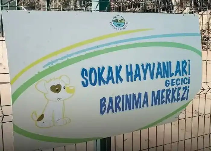 Adalar’da Hayvan Sahiplenme Kuralları Değişti: Yetki Adalar Belediyesi’nde